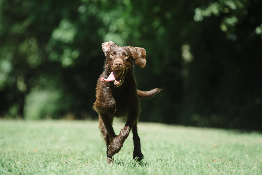 Dogs outdoors Dorset Pet Photography » Blandford Forum Studios