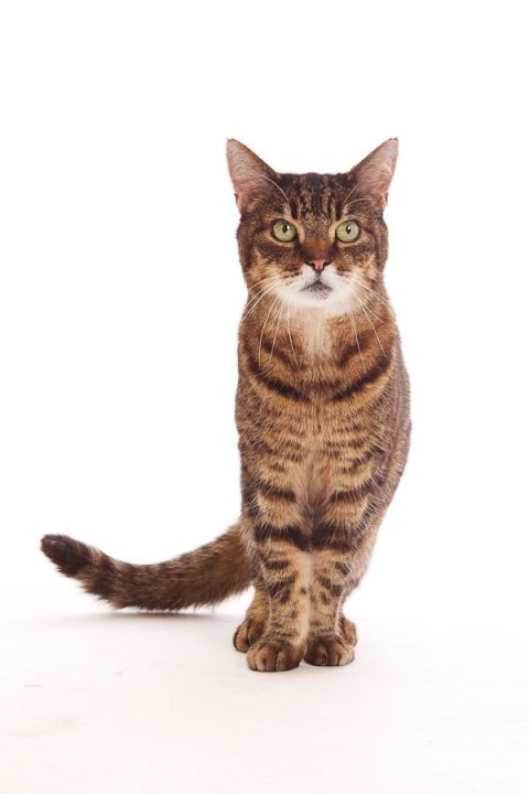 cat photography in blandford, dorset