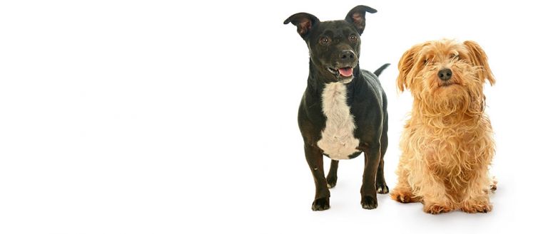 dorset-pet-photography